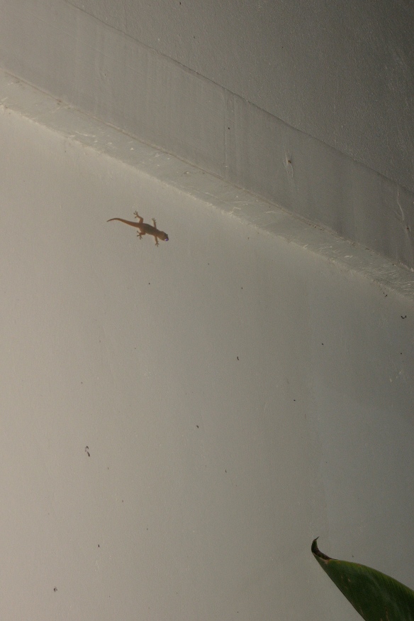 Never underestimate the speed of a gecko..never! 